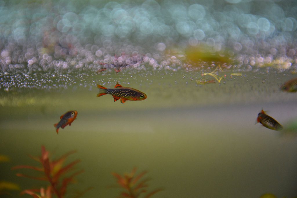 Celestichthys margaritatus, rasbora galaxy, danio margaritatus