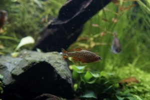 Celestichthys margaritatus, rasbora galaxy,