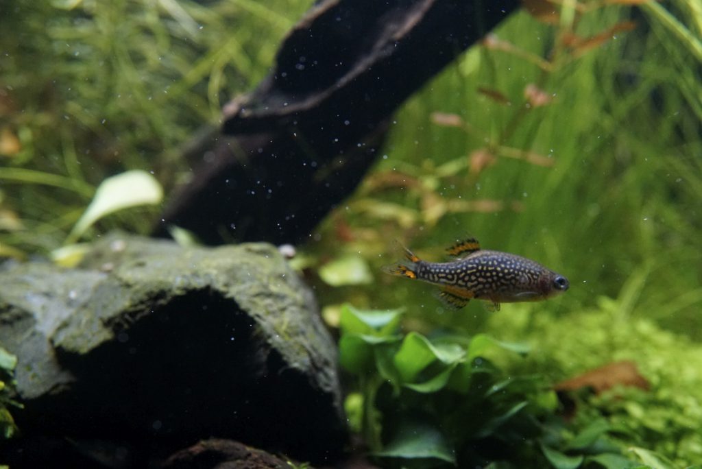 Celestichthys margaritatus, Rasbora Galaxy, Danio margaritatus