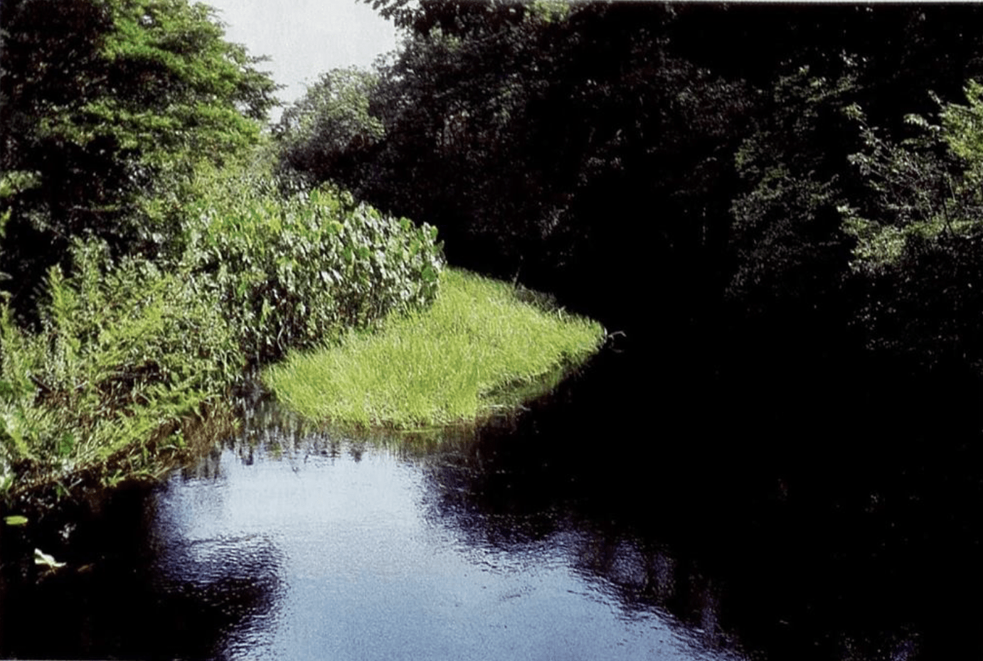 guppy, Suriname, biotopo