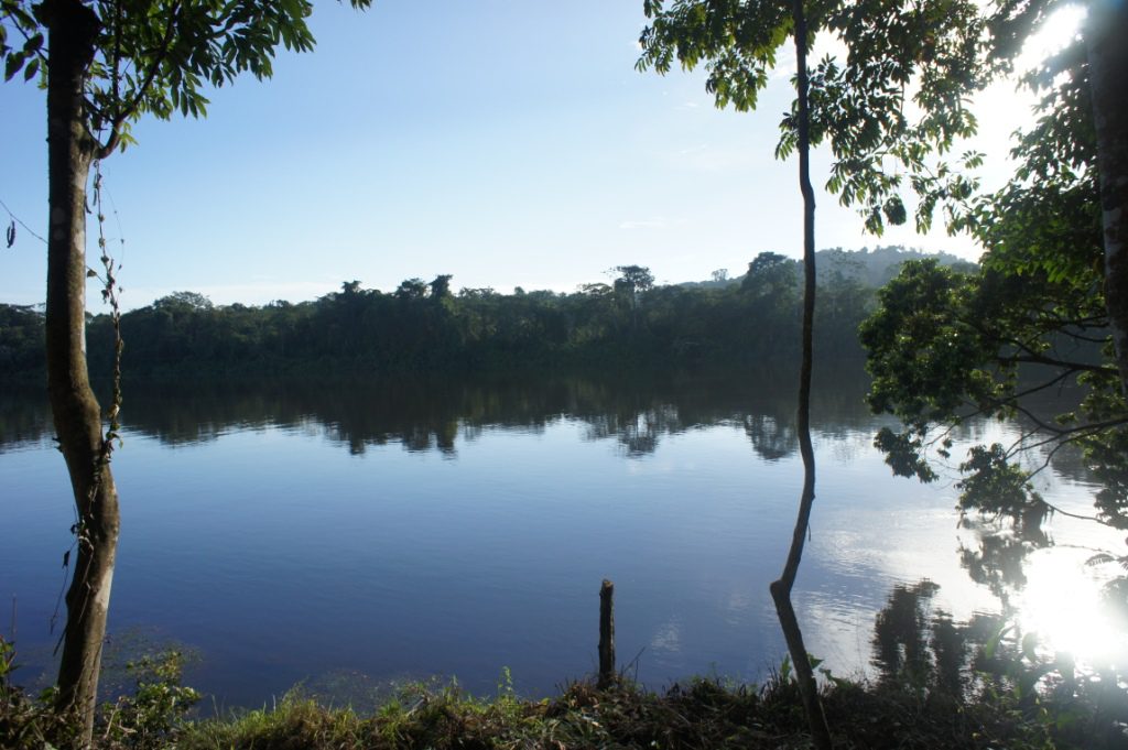 guppy, suriname, river, fiume,