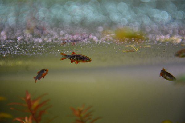 Celestichthys margaritatus, rasbora galaxy, danio margaritatus