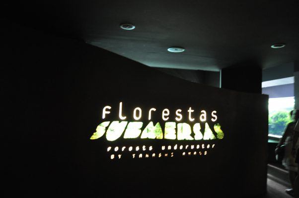 Florestas submersas