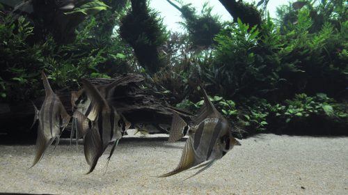 Forestas Submersas di Takashi Amano Oceanario Lisbona