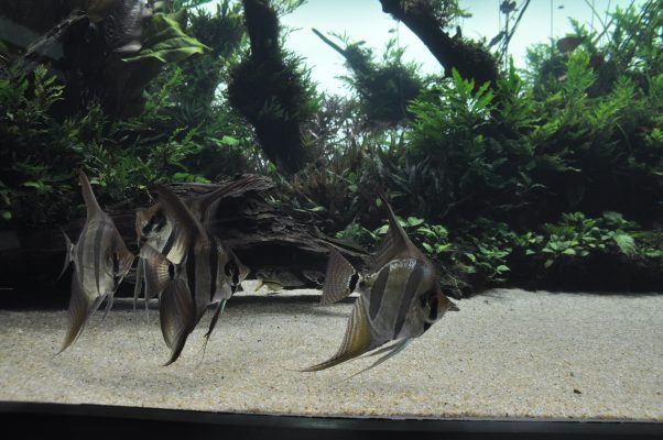 Forestas Submersas di Takashi Amano Oceanario Lisbona