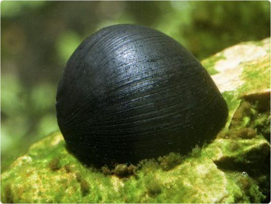 Neritina