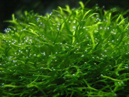 Riccia
