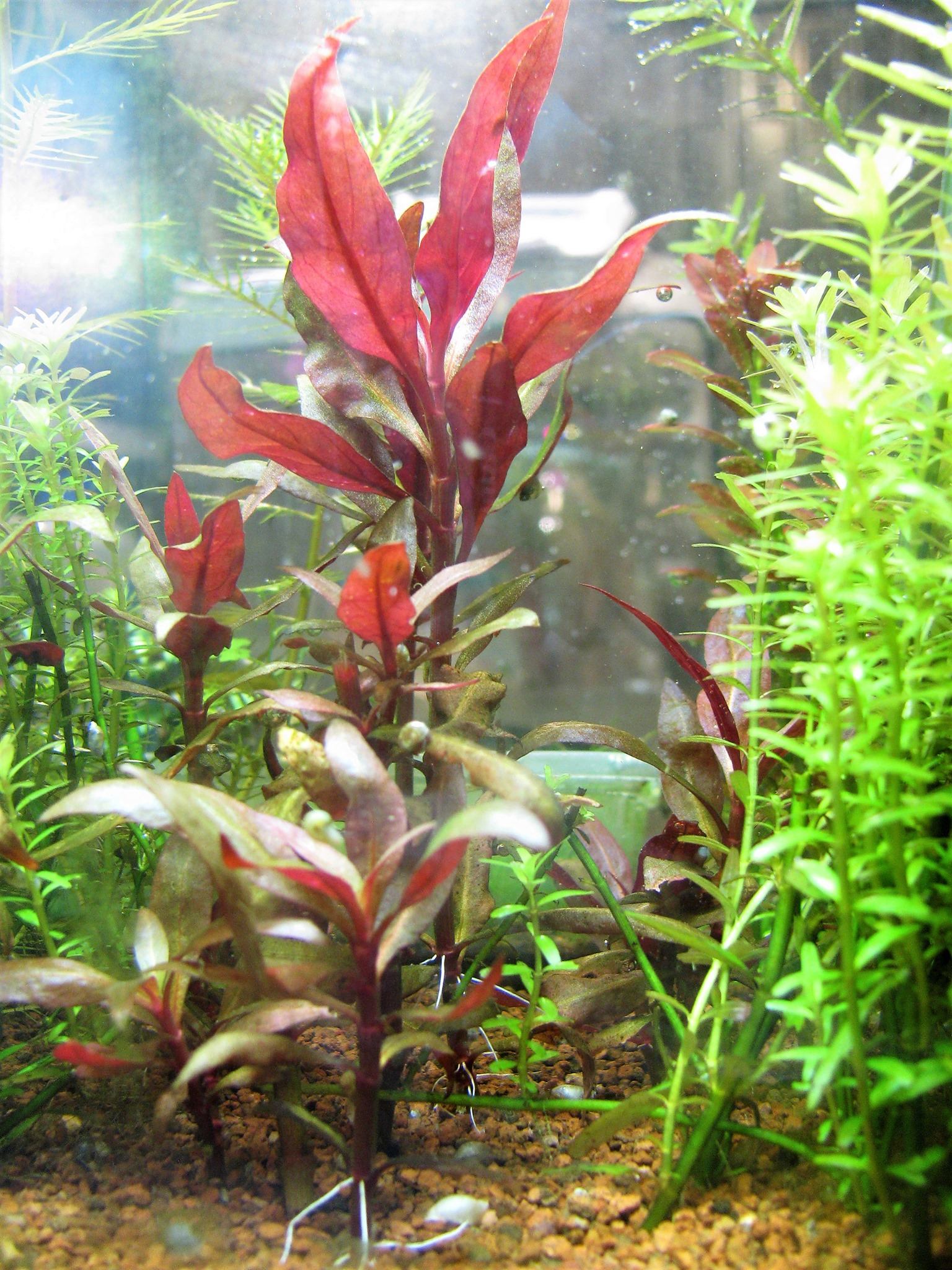 Allelopatia piante in acquario - Pla Thai