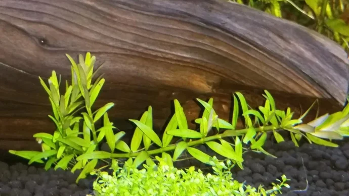 rotala stelo allungamento