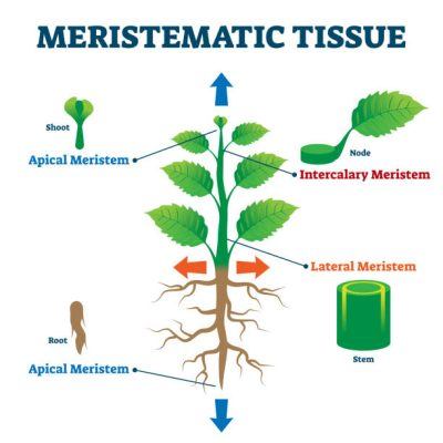 Meristema steli allungamento