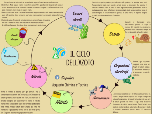 Ciclo dell'azoto